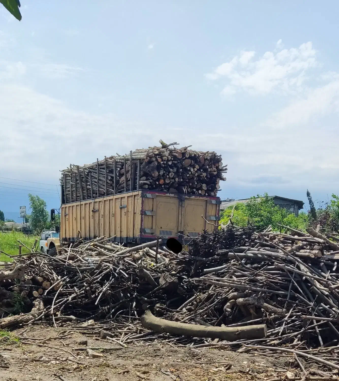 خریدار چوب باغی و جنگلی با بهترین قیمت|خدمات باغبانی و درختکاری|تنکابن, |دیوار