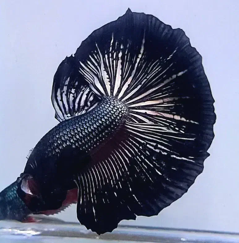 ماهی فایتر پلاکت هافمون|ماهی|تهران, قصر فیروزه ۱|دیوار