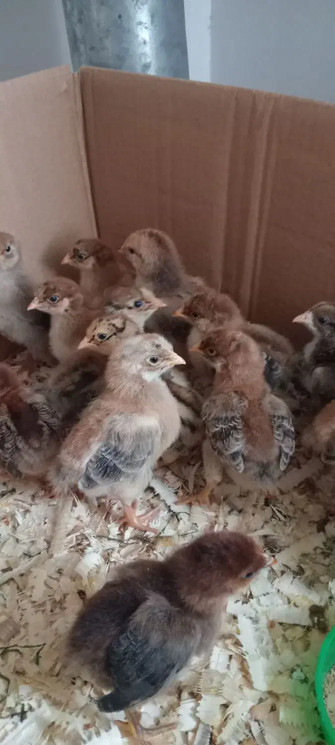 جوجه یک ماهه|حیوانات مزرعه|املش, |دیوار