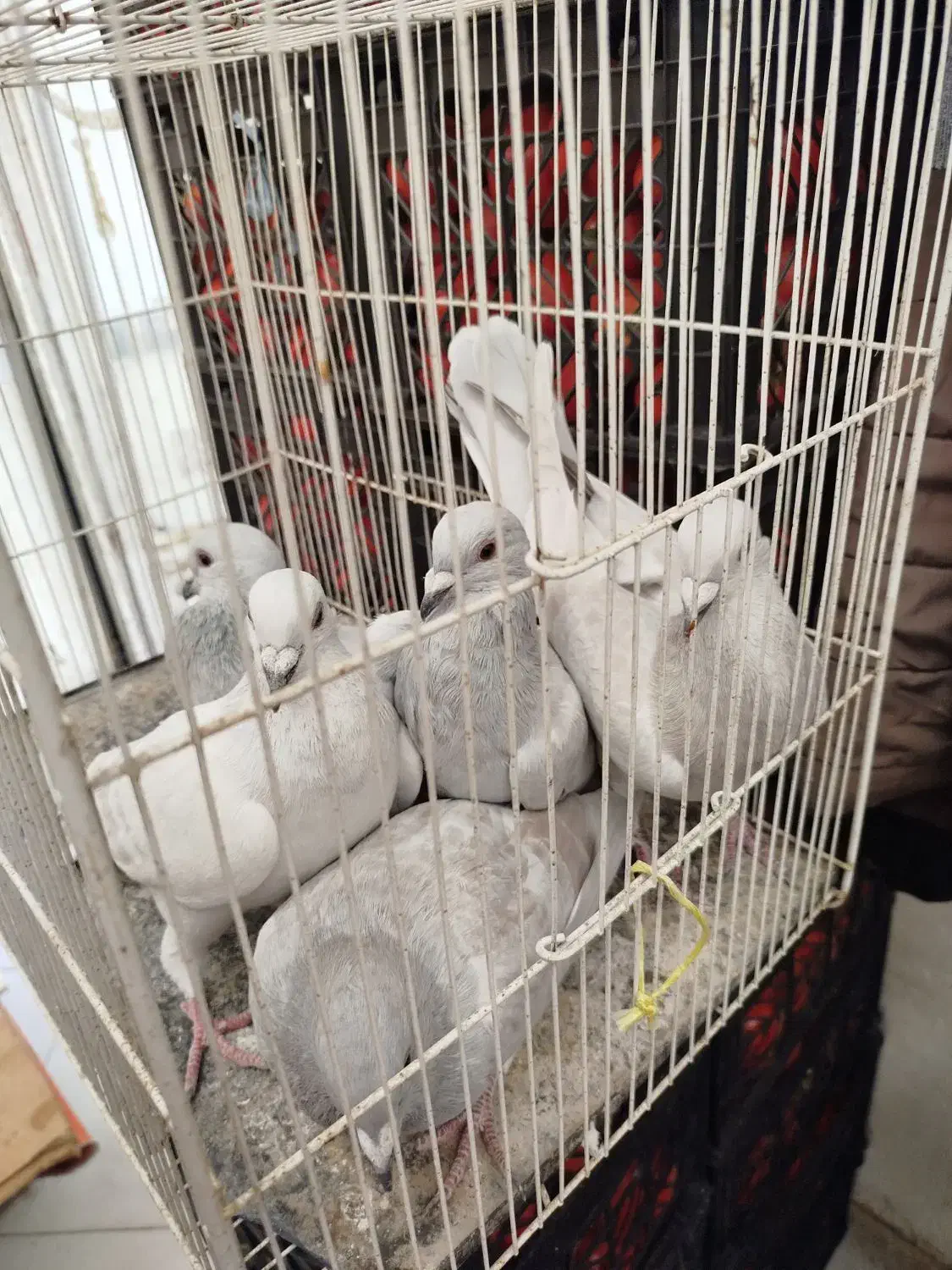 کفتر هودی پاکستانی|پرنده|مشهد, آبکوه|دیوار