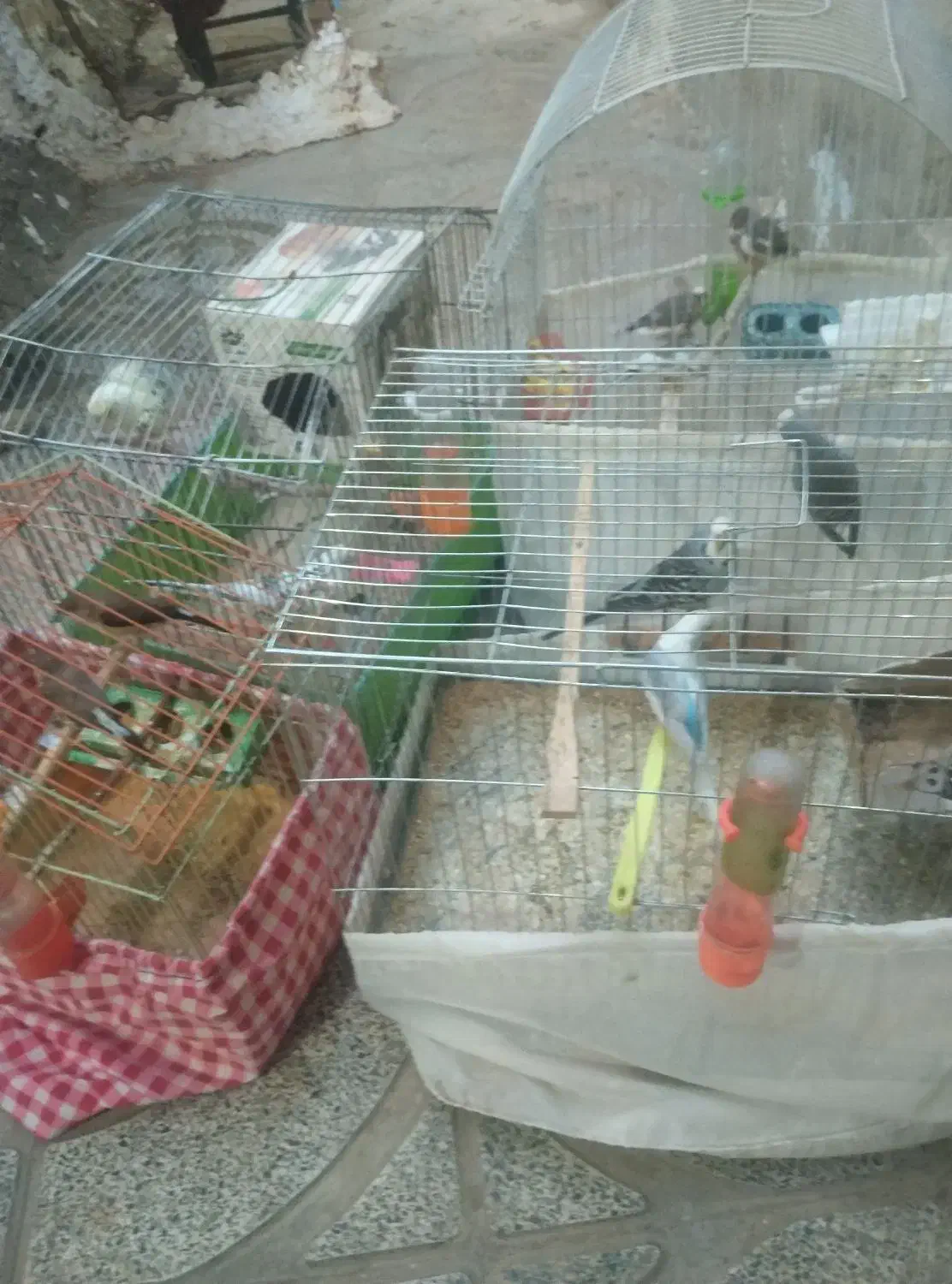 فروشی|پرنده|اسلام‌شهر, شاطره|دیوار