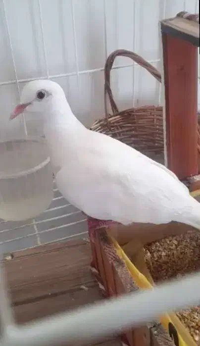 جفت کبوتر خانگی اهلی|پرنده|قرچک, مهدیه|دیوار