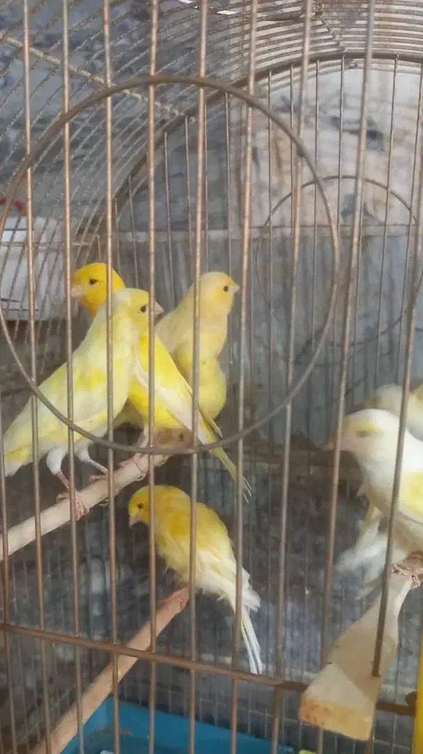 قناری رسمی|پرنده|دلیجان, |دیوار