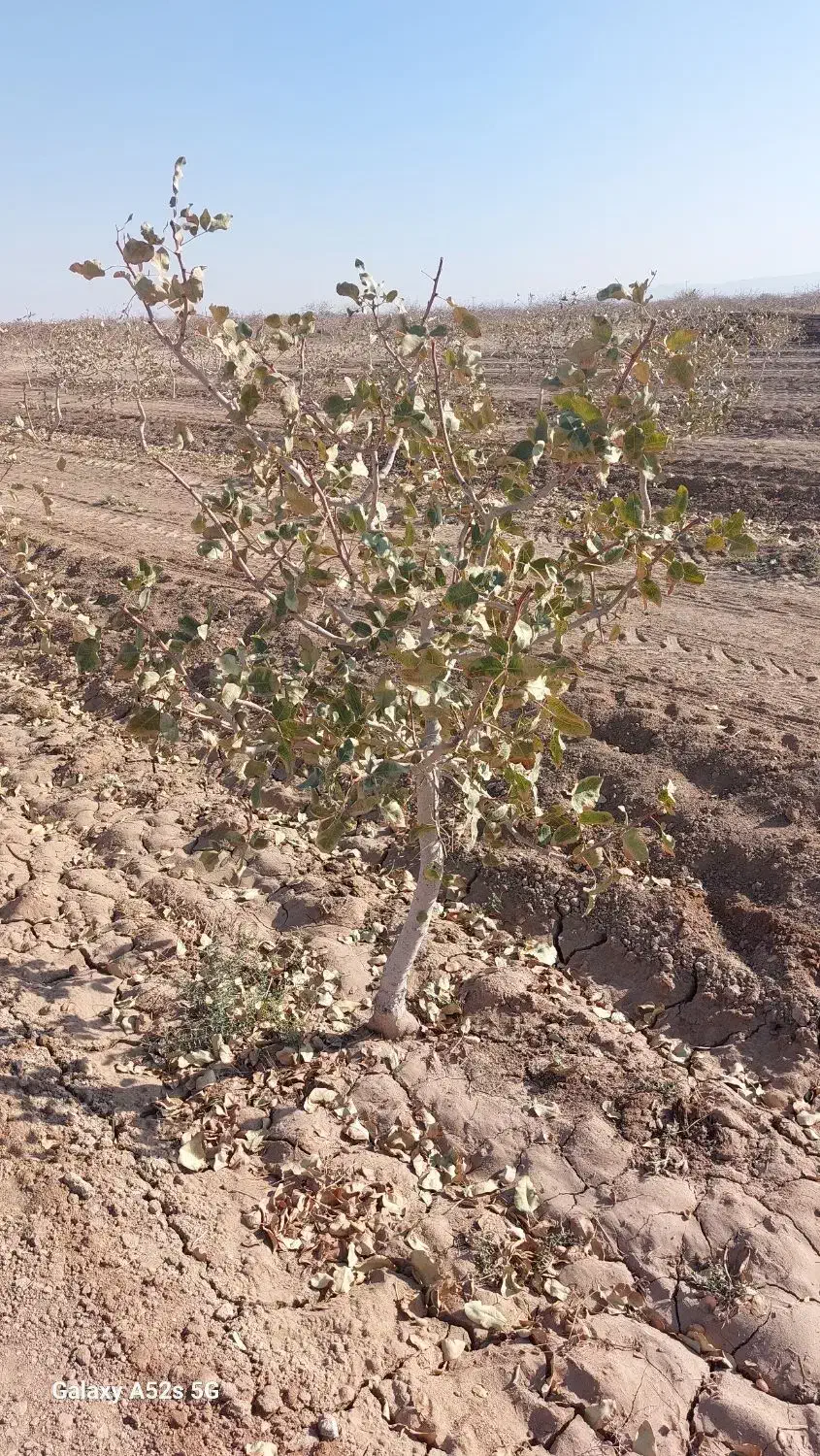 مشاوره کشت و کار ارگانیک|گل و گیاه طبیعی|مشهد, کلاهدوز|دیوار