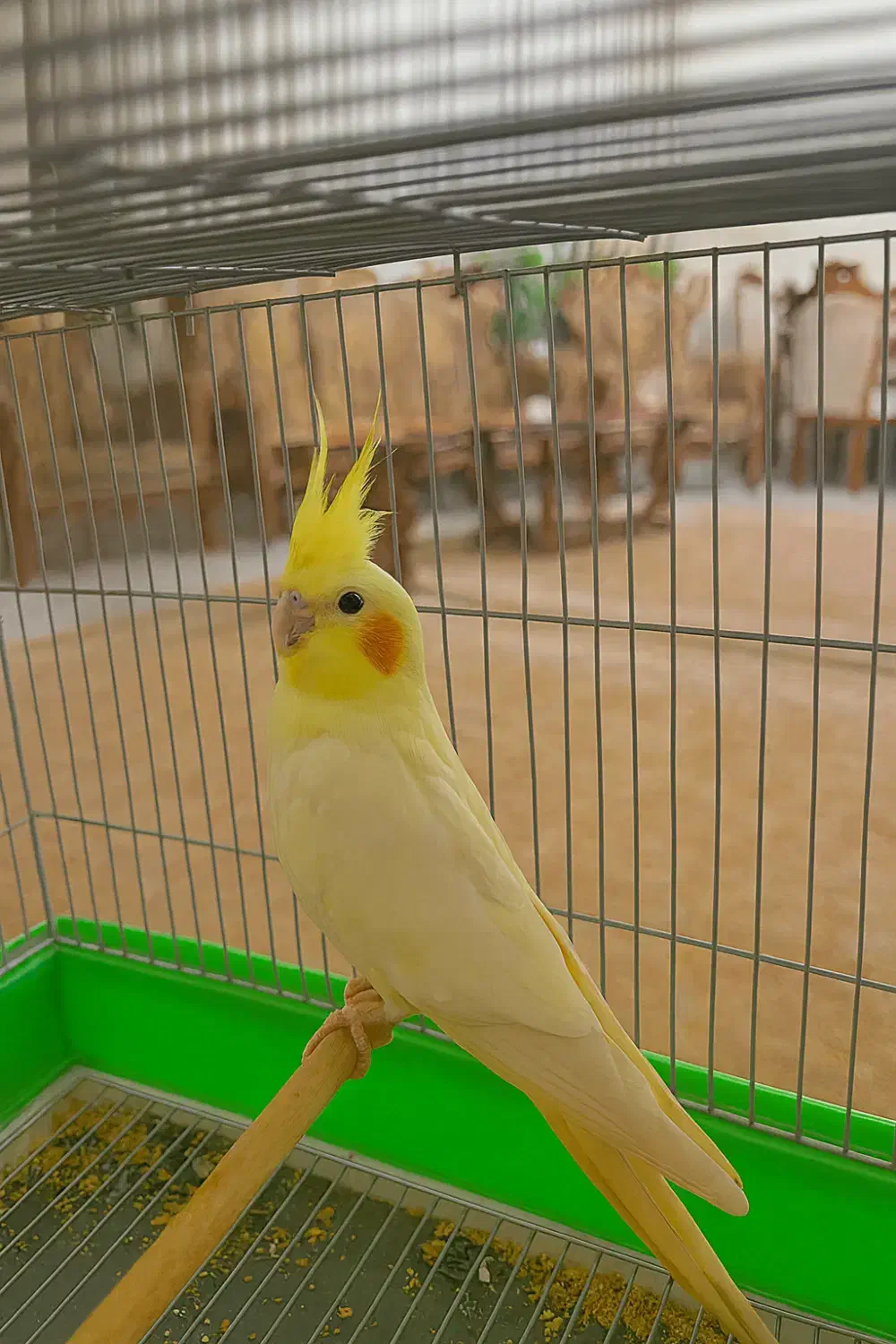 عروس هلندی|پرنده|کرج, چهارصد دستگاه|دیوار