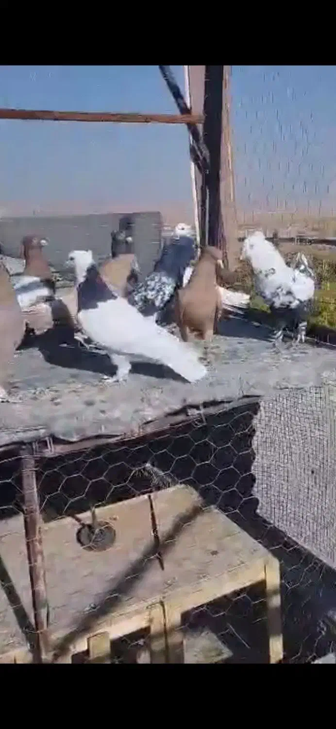 کفتر|پرنده|شیراز, قلات|دیوار