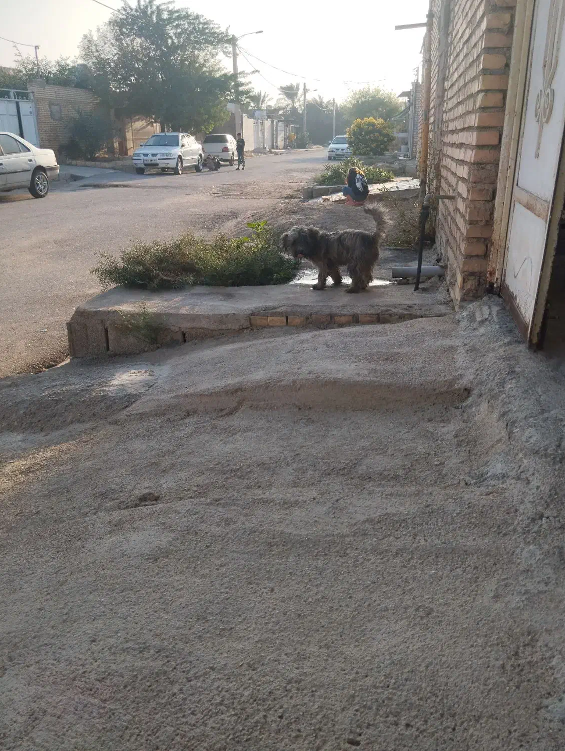 شگ شیتزو|سگ|امیدیه, |دیوار