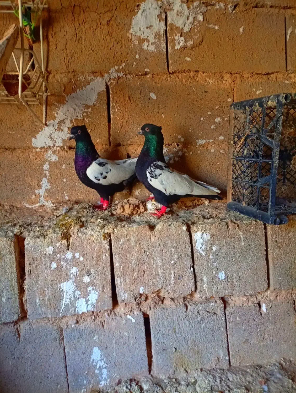 نروماده بی نظیر سینه سیاه|پرنده|میانه, |دیوار