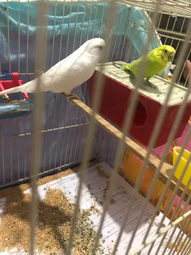 مرغ عشق|پرنده|بجنورد, |دیوار