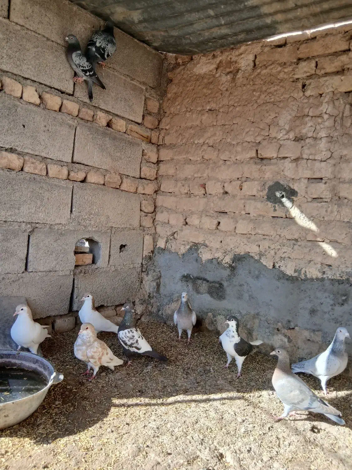 کفتر|پرنده|رضویه, |دیوار