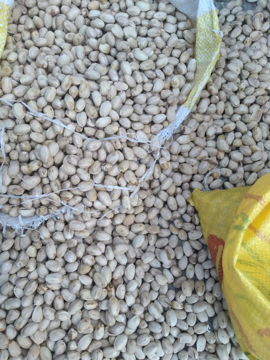 پسته|خوردنی و آشامیدنی|پاکدشت, حصار امیر|دیوار