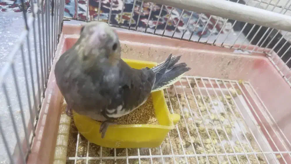 عروس هلندی تازه دونخور|پرنده|بهبهان, |دیوار