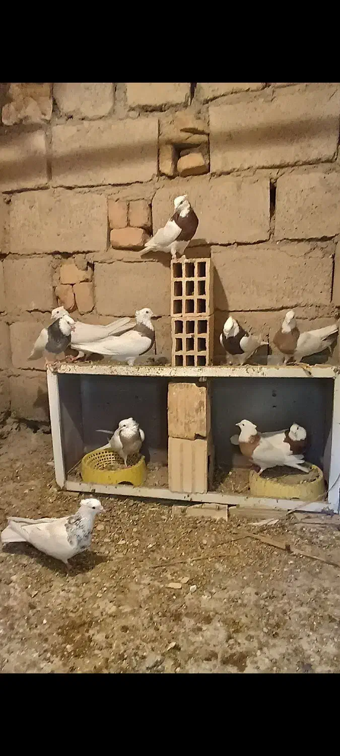 کفتر|پرنده|فهرج, |دیوار