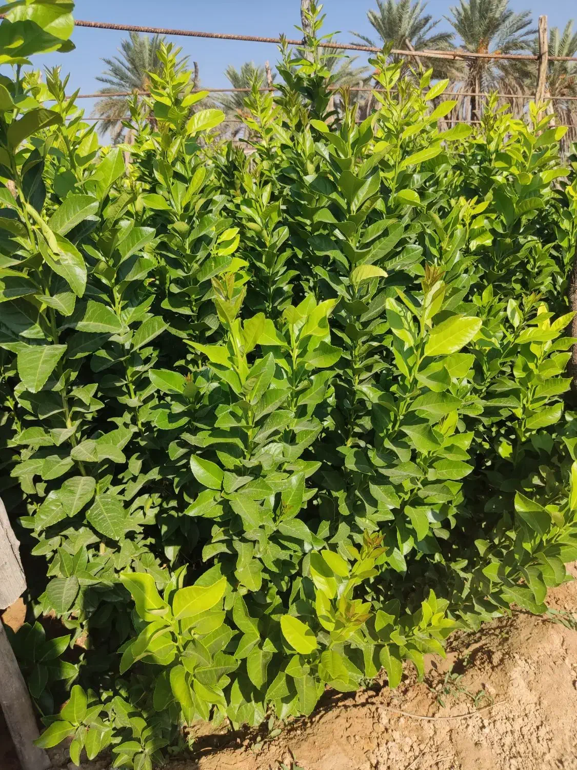 انواع درخت مرکبات|خدمات باغبانی و درختکاری|کازرون, |دیوار