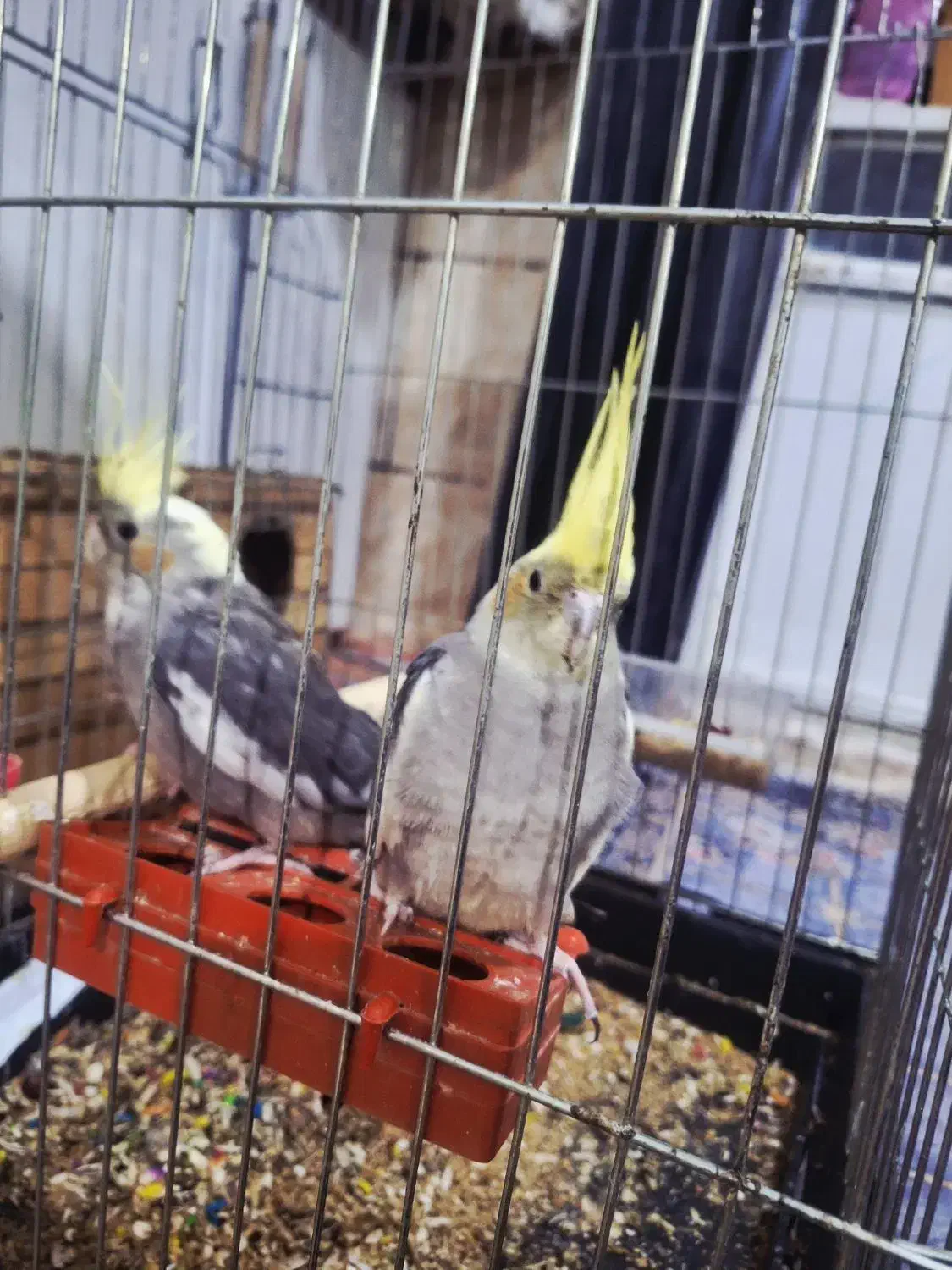 عروس هلندی|پرنده|سوسنگرد, |دیوار