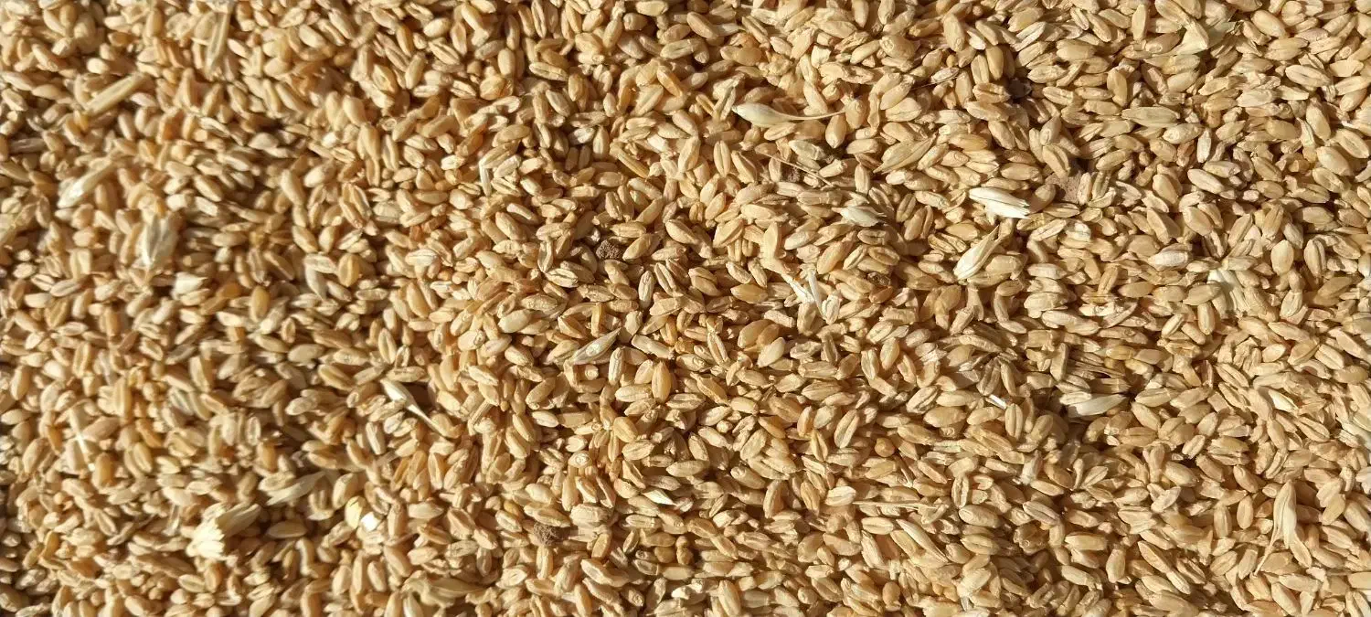 فروش گندم پیشگام تمیز امسال|گل و گیاه طبیعی|بشاریات, |دیوار