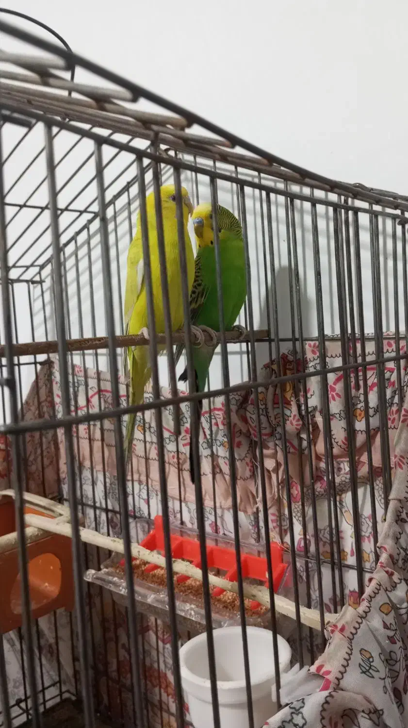 مرغ عشق|پرنده|ملارد, |دیوار