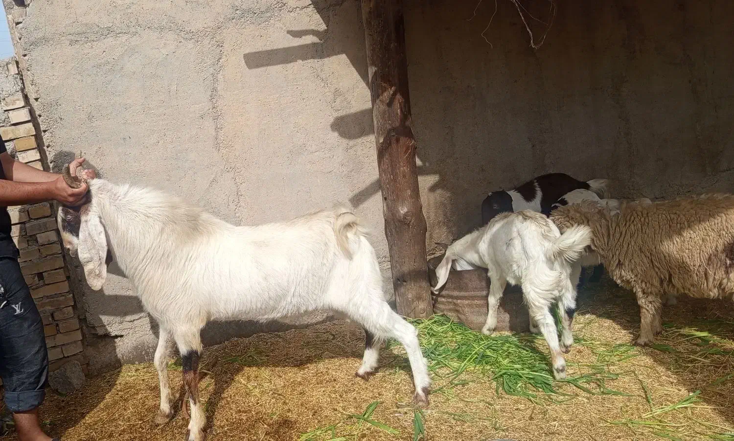 بز نر|حیوانات مزرعه|اهواز, زرگان|دیوار