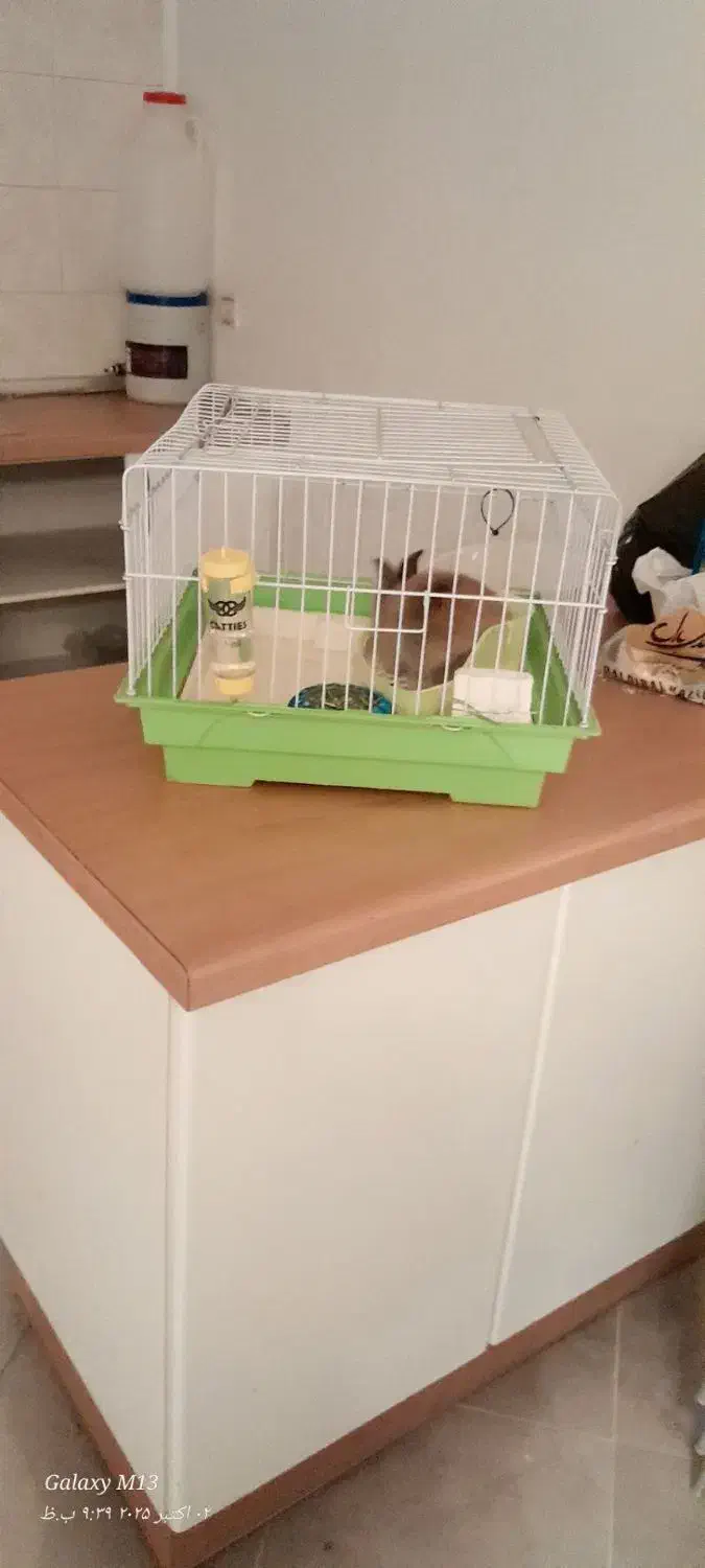 خرگوش|موش و خرگوش|قوچان, |دیوار