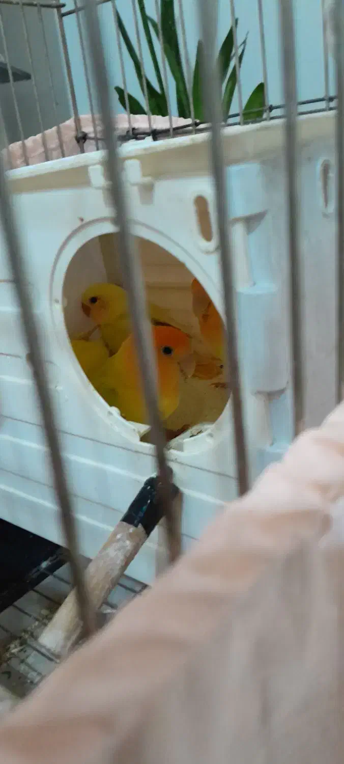 طوطی برزیلی اوپال اورجینال|پرنده|تهران, شمیران‌نو|دیوار