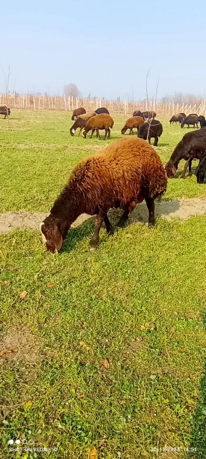 بره نر|حیوانات مزرعه|ارومیه, |دیوار