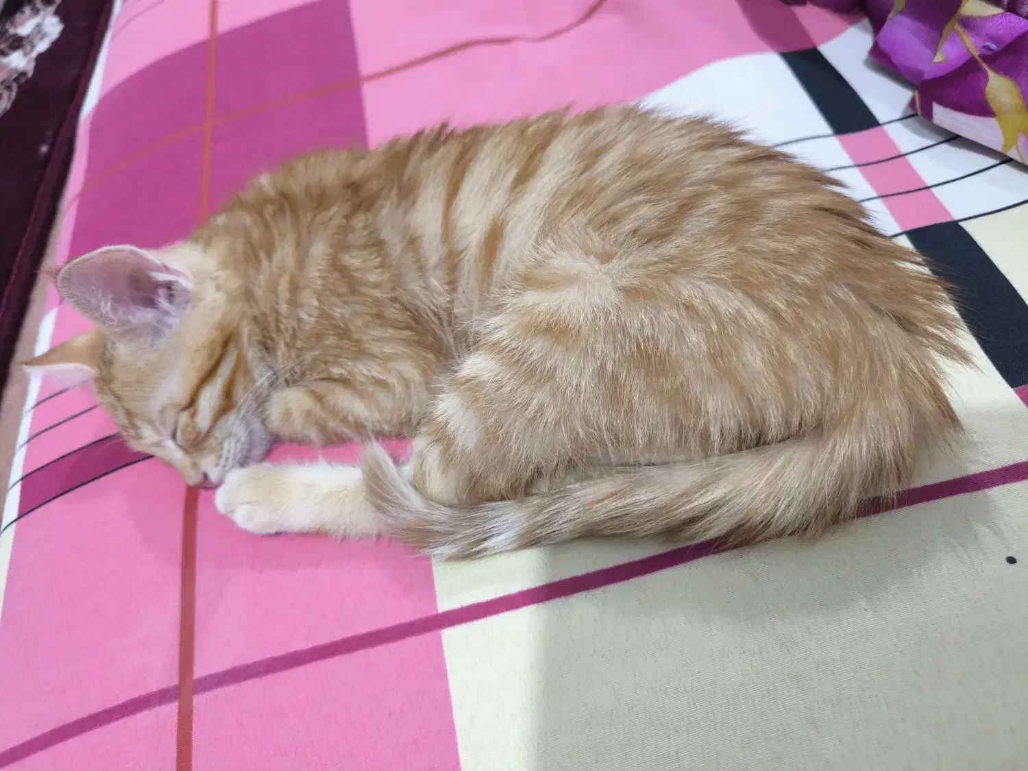 واگذاری گربه|گربه|خوی, |دیوار