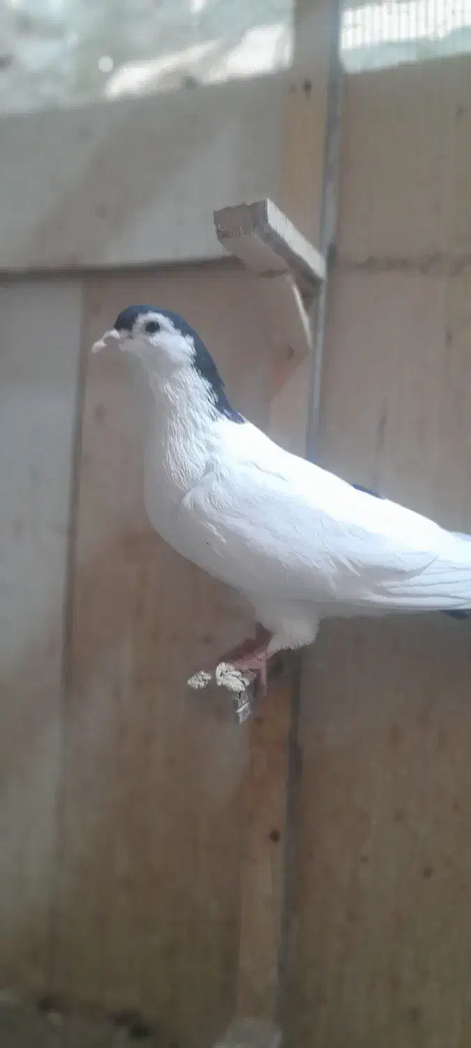 ۶ تا ماده|پرنده|تربت جام, مطهری|دیوار