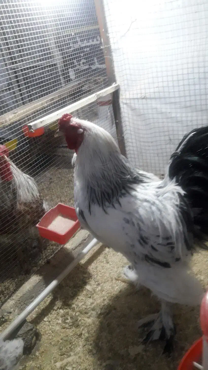 مرغ‌وخروس|حیوانات مزرعه|زاهدان, |دیوار