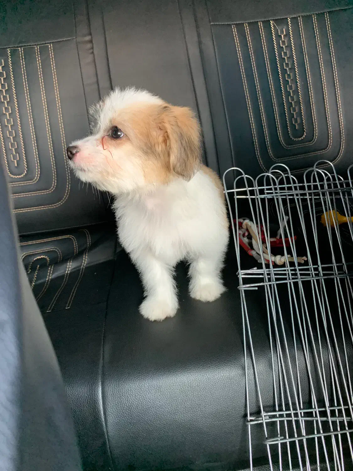 سگ شیتزو مالتیز|سگ|سرخرود, |دیوار