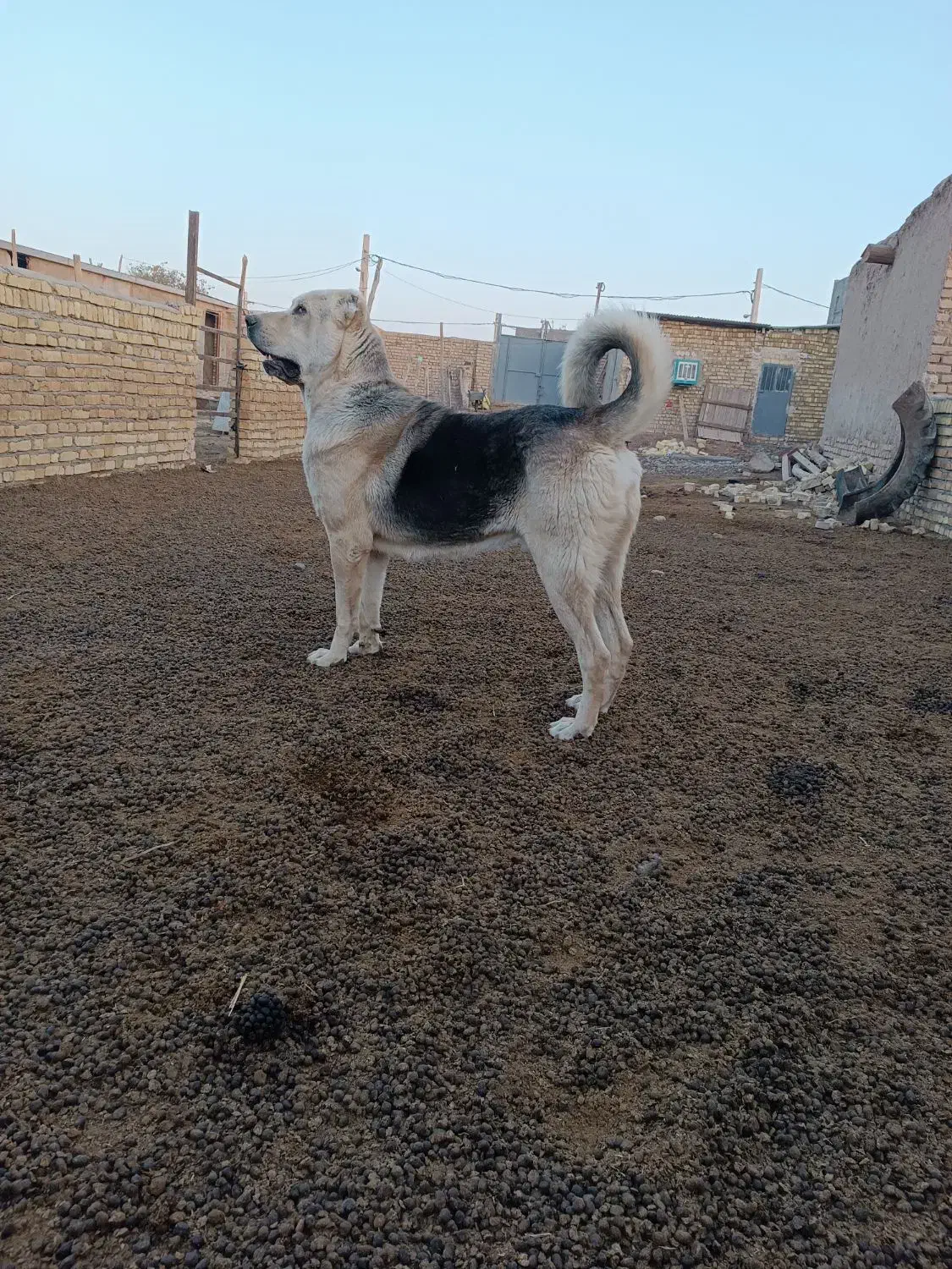 سگ عراقی|سگ|بشاریات, |دیوار