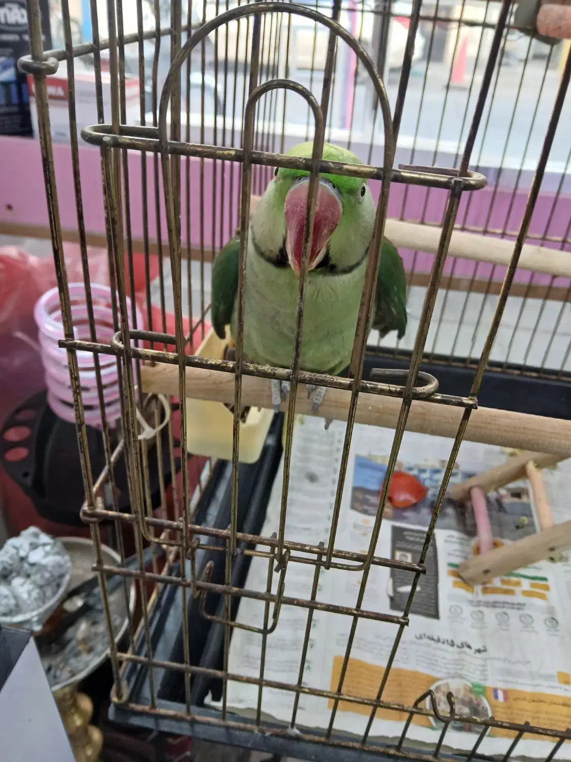 شاه طوطی نر 8ماهه|پرنده|تهران, جی|دیوار