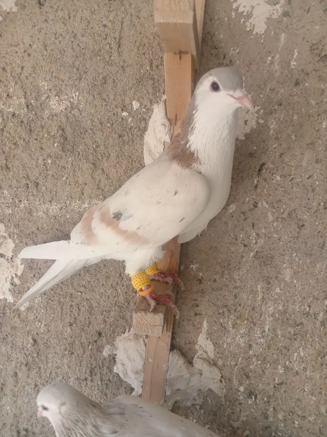 ساده هفت رنگ|پرنده|نیشابور, شهید بهشتی|دیوار