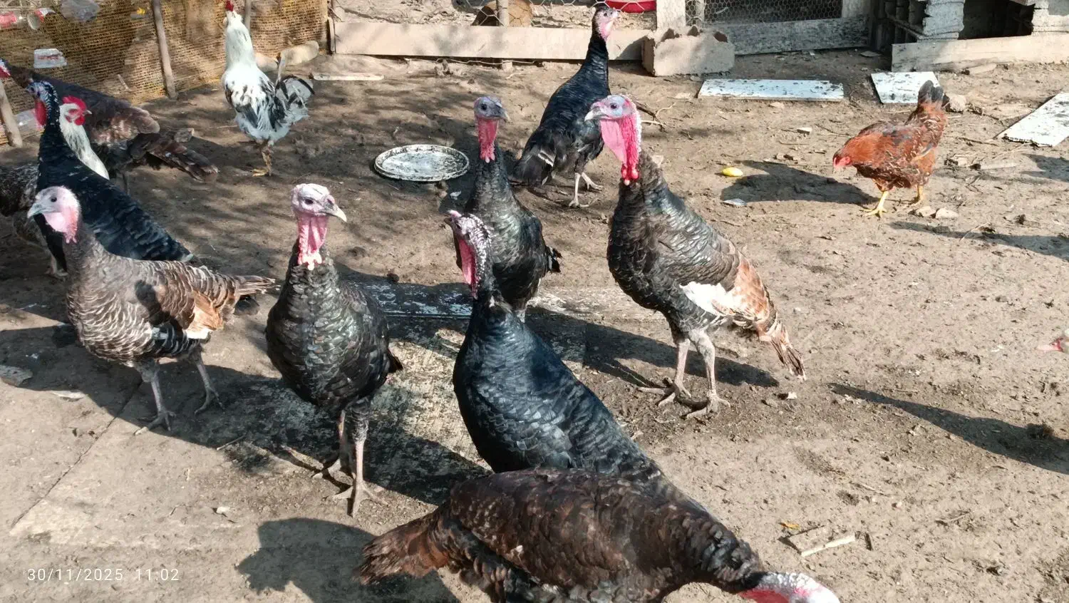 بوقلمون برنز|حیوانات مزرعه|لنگرود, |دیوار