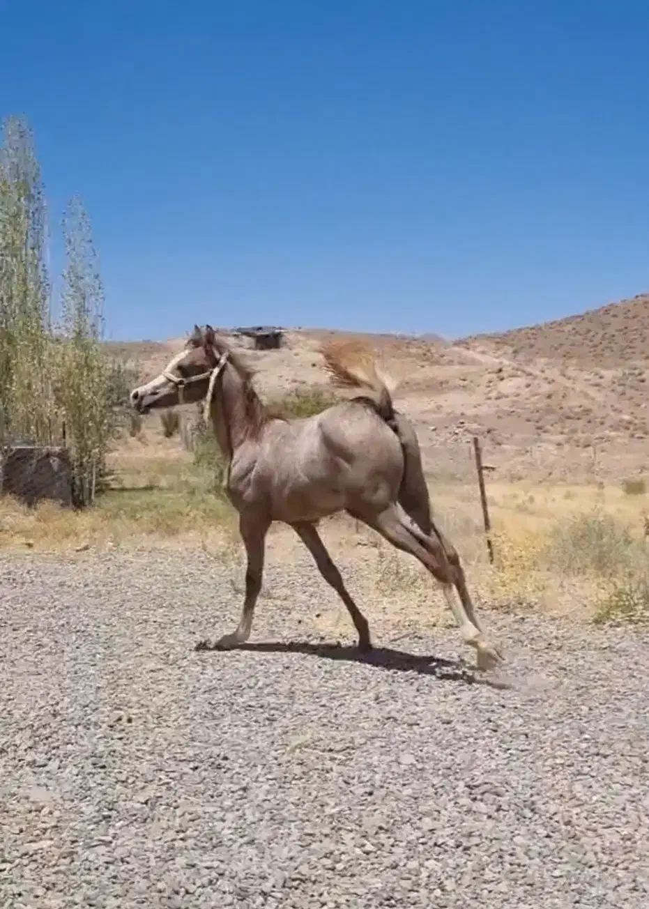 مادیان عرب و بومی|اسب و تجهیزات اسبسواری|رفسنجان, |دیوار