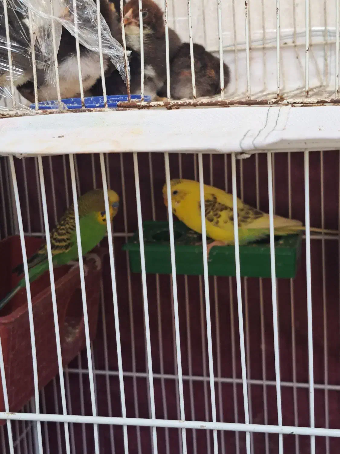 مرغ عشق|پرنده|نیشابور, هفده شهریور|دیوار