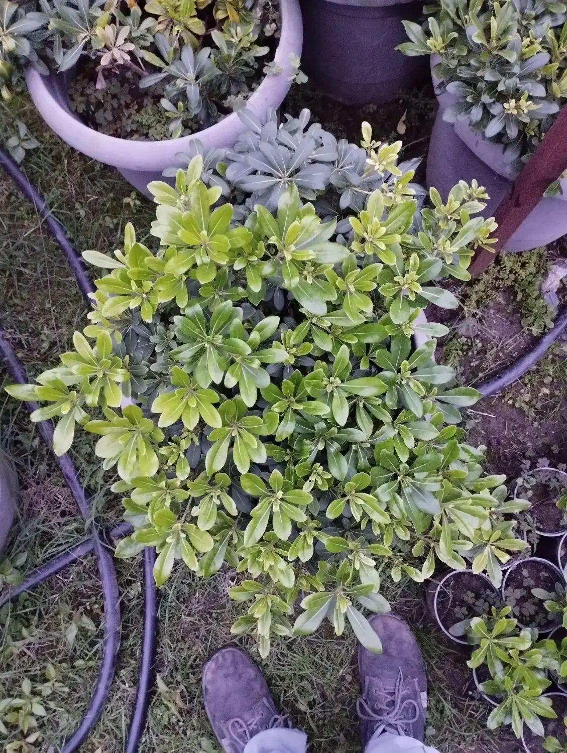 پیتسپروم وصال|گل و گیاه طبیعی|کلاچای, |دیوار