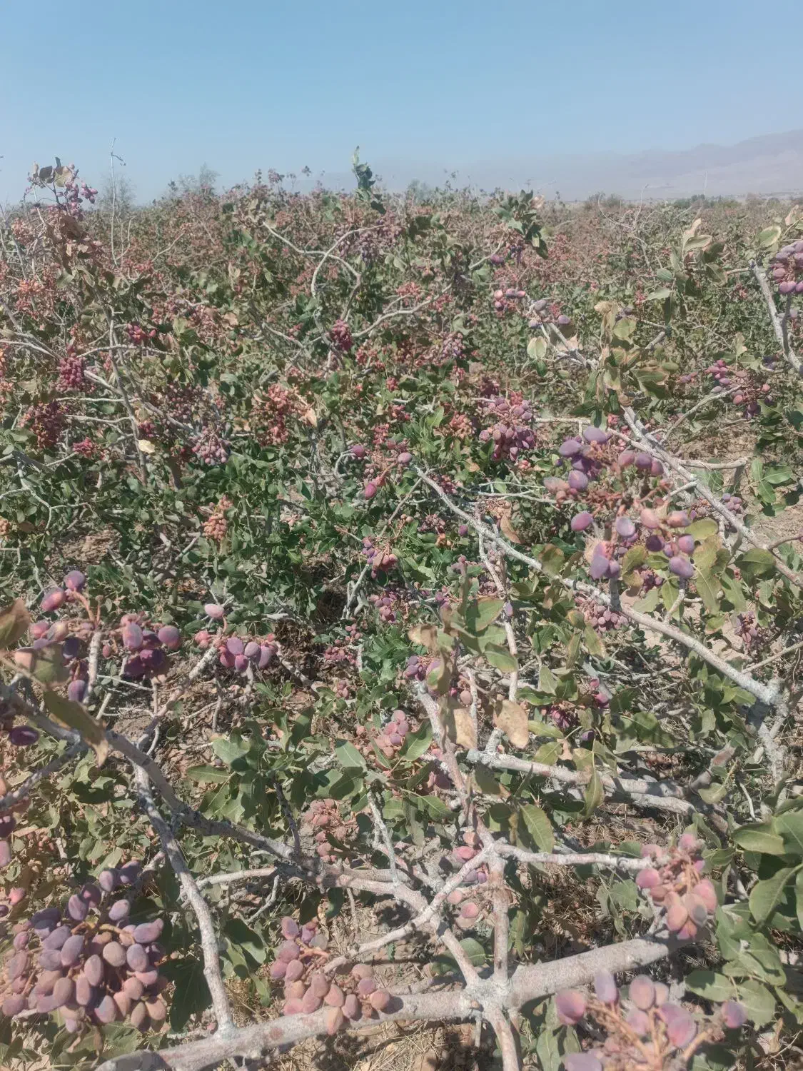 فروش ۱۰۰۰ متری|فروش دفتر صنعتی، کشاورزی، تجاری|زرند, |دیوار