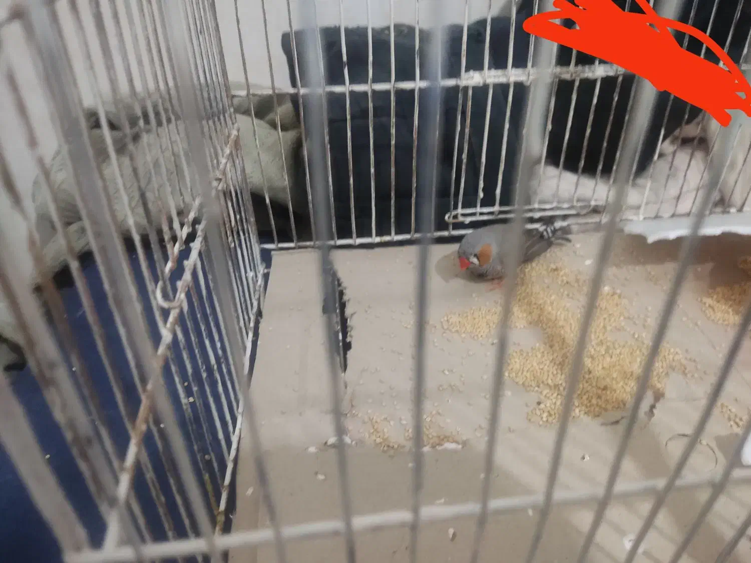 فنچ|پرنده|کاشان, امام خمینی|دیوار