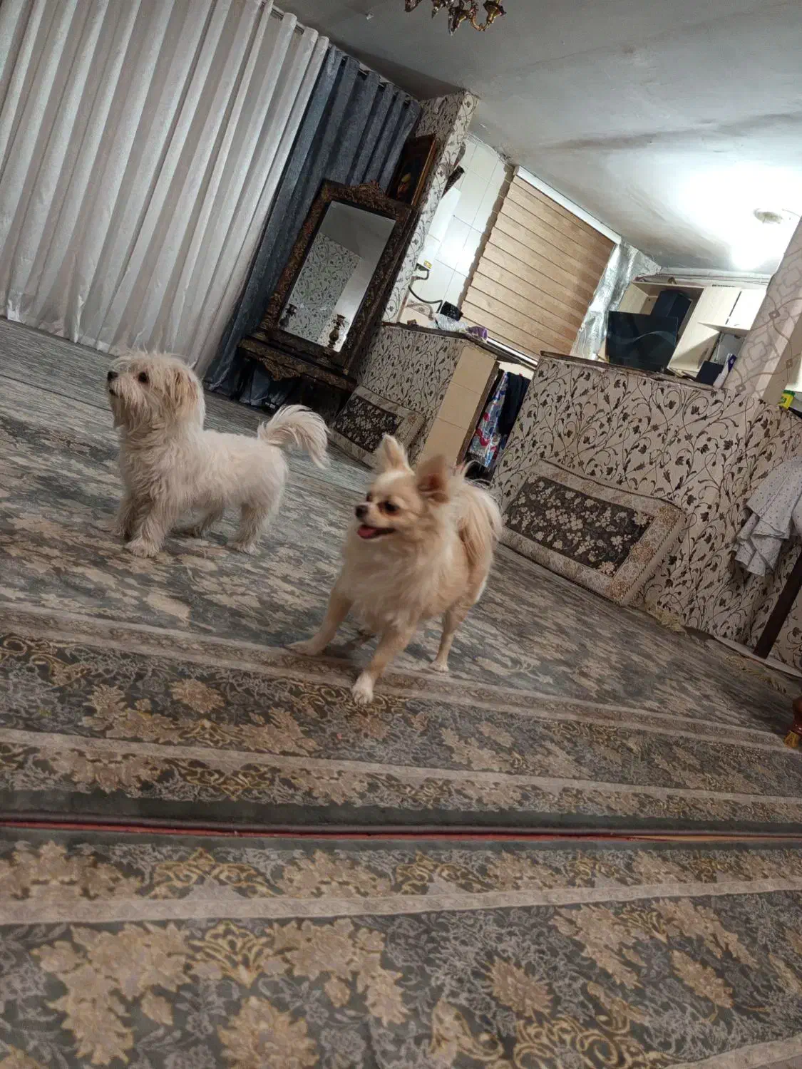 پامرین روباهی|سگ|فردیس, فردیس|دیوار