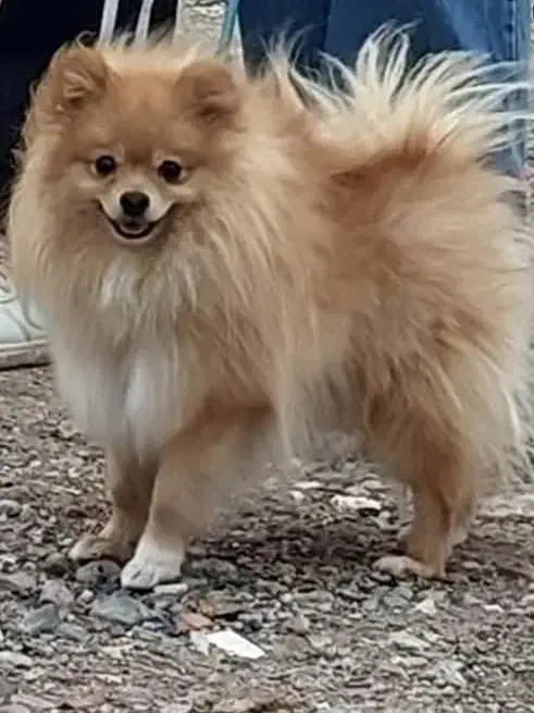 سگ پامرین خرسی|سگ|مرودشت, بیست متری بیمارستان|دیوار