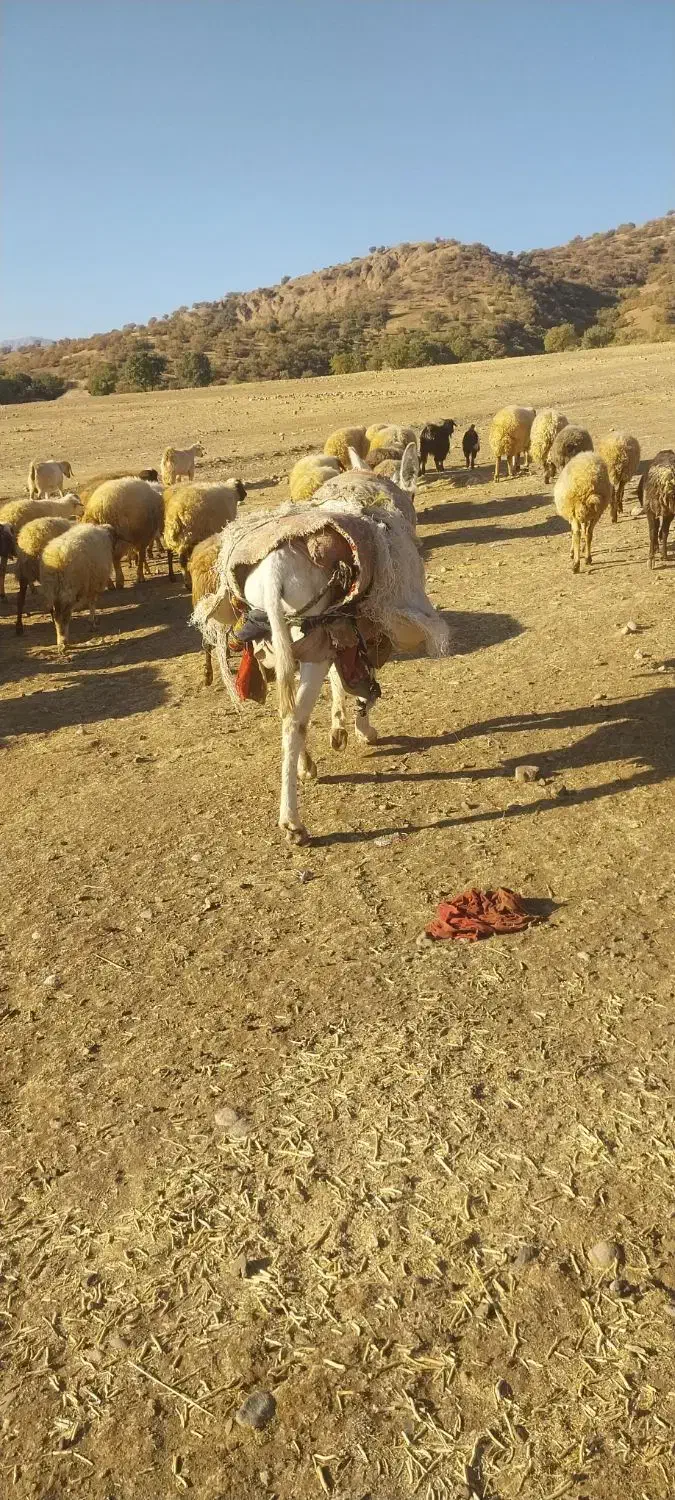 الاغ نر گلیه ای قیمت 8 میلیون به شرط|حیوانات مزرعه|الشتر, |دیوار