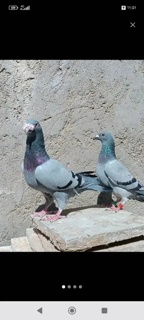 کبوتر|کوهنوردی و کمپینگ|زهک, |دیوار