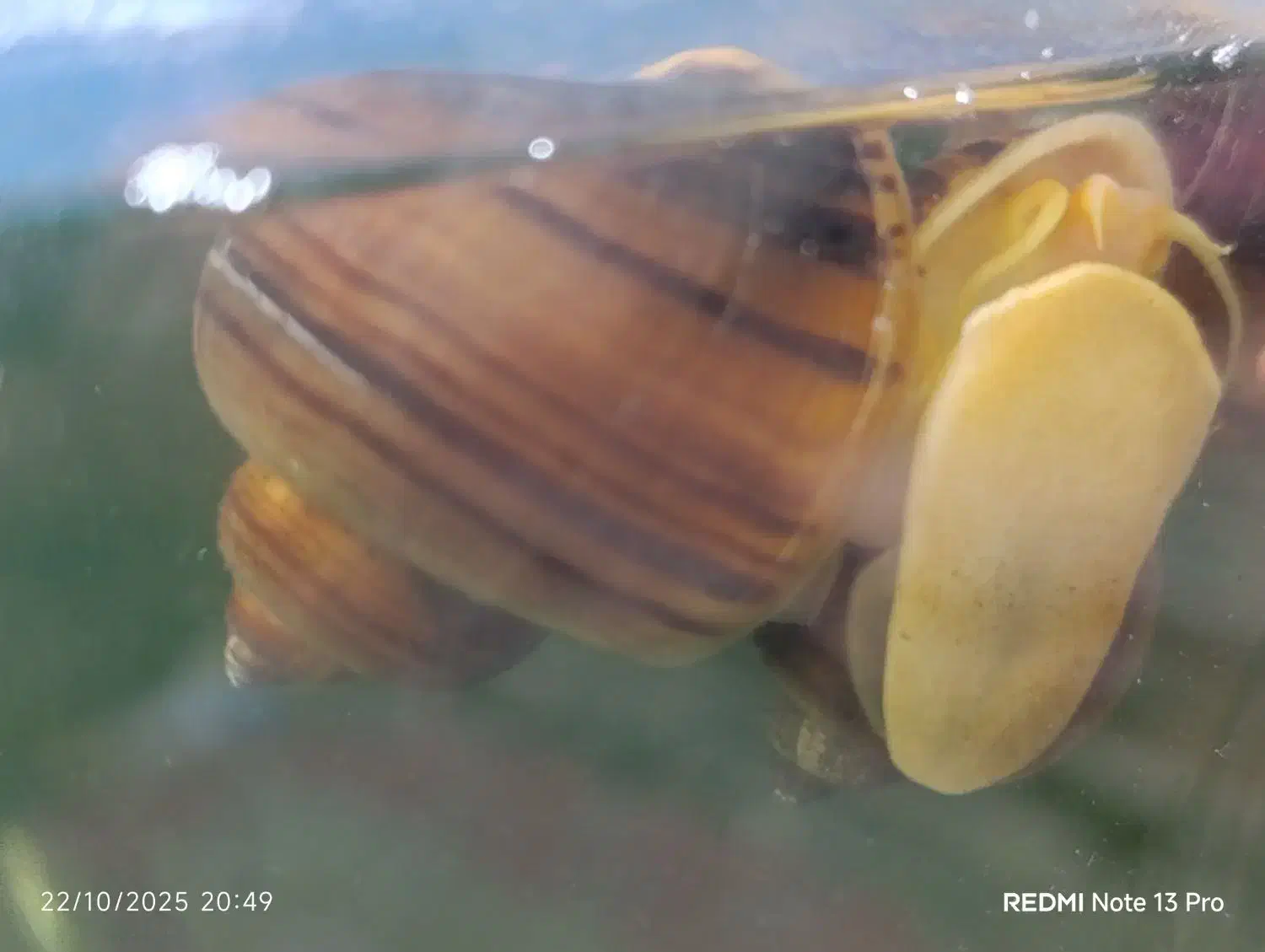 حلزون سیبی برای آب شیرین|ماهی|سرخنکلاته, |دیوار