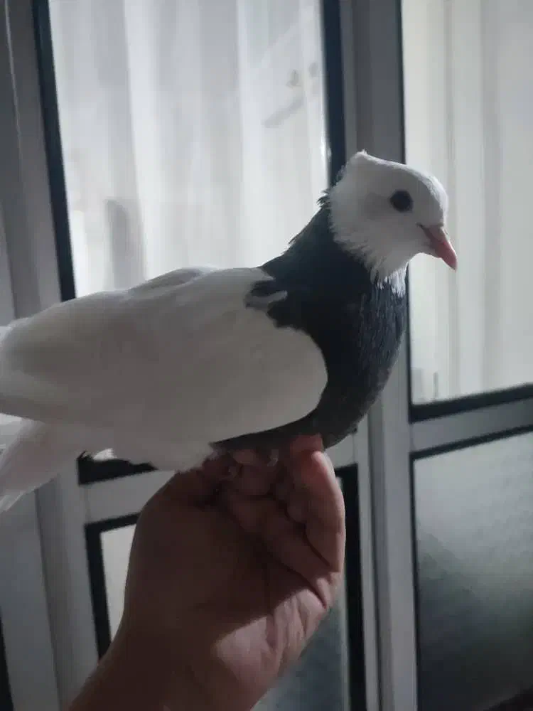 کبوتر طوقی اصل|پرنده|خوی, |دیوار