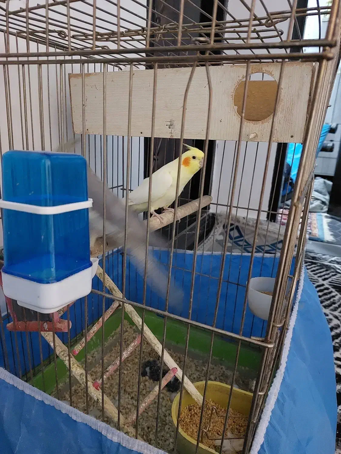 نروماده عروس هلندی|پرنده|ازنا, |دیوار