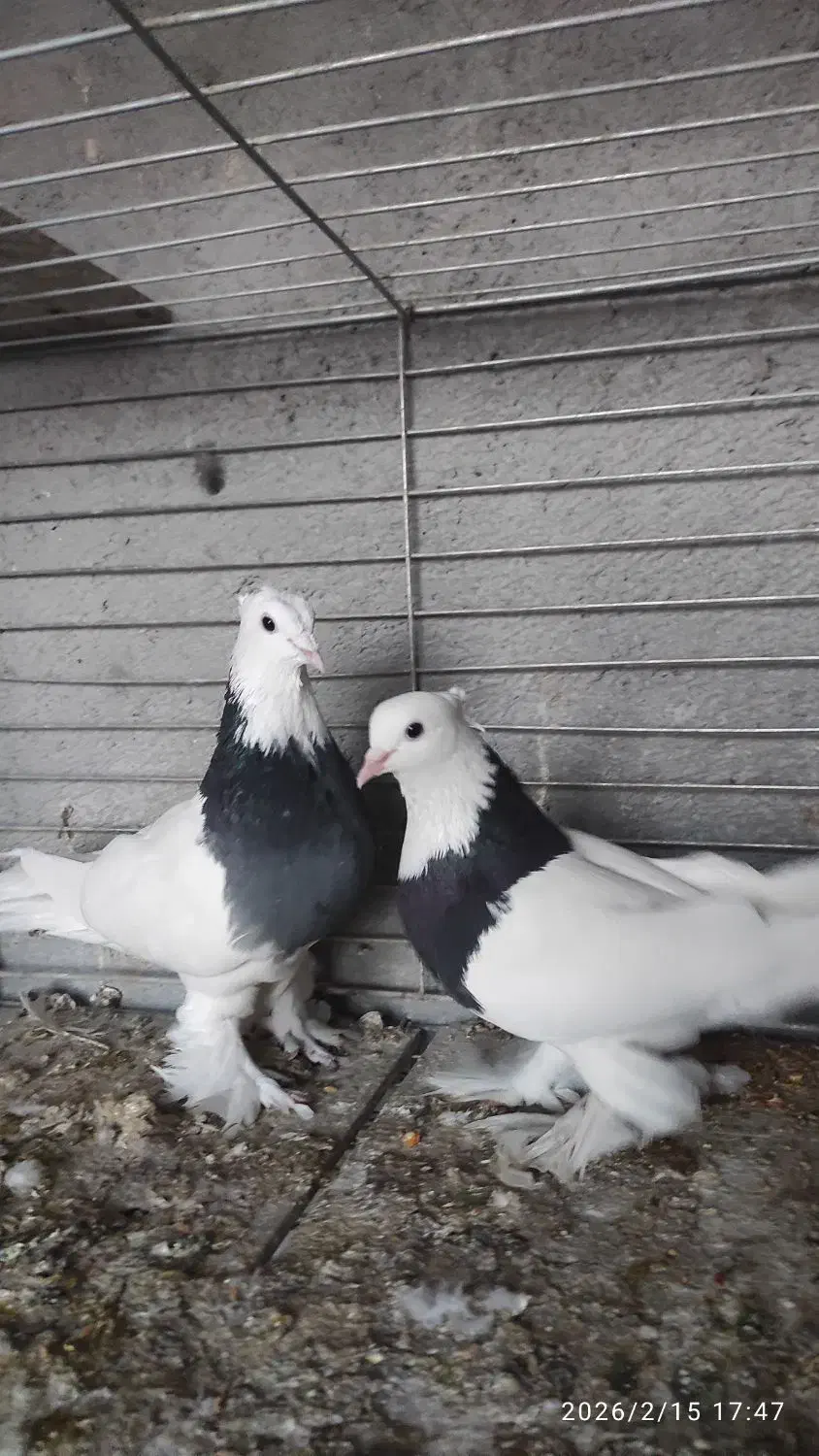 طوقی|پرنده|مبارکه, |دیوار