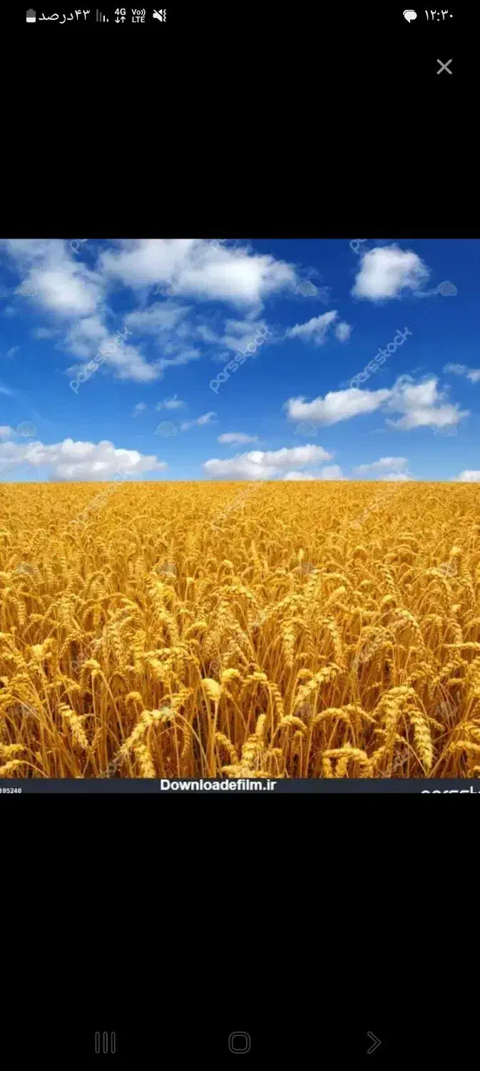 بذرگندم|گل و گیاه طبیعی|قروه, |دیوار