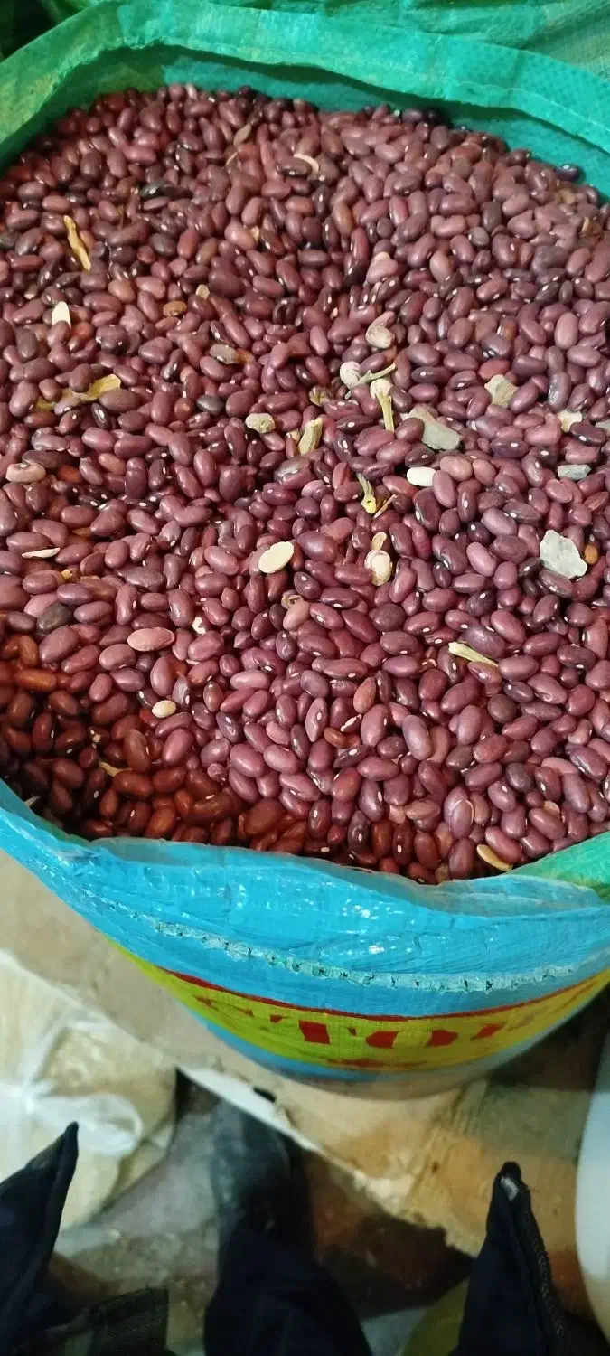 لوبیا قرمز امسالی|خوردنی و آشامیدنی|داران, |دیوار