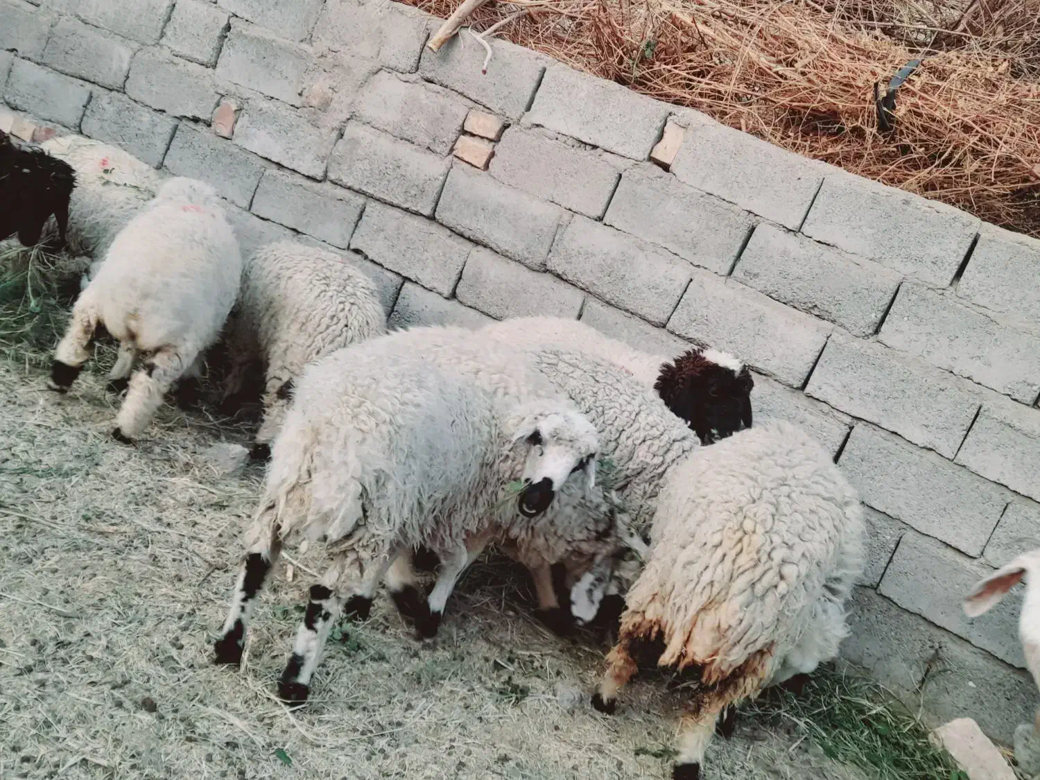 چاق پرواری سرحدی|حیوانات مزرعه|جیرفت, |دیوار