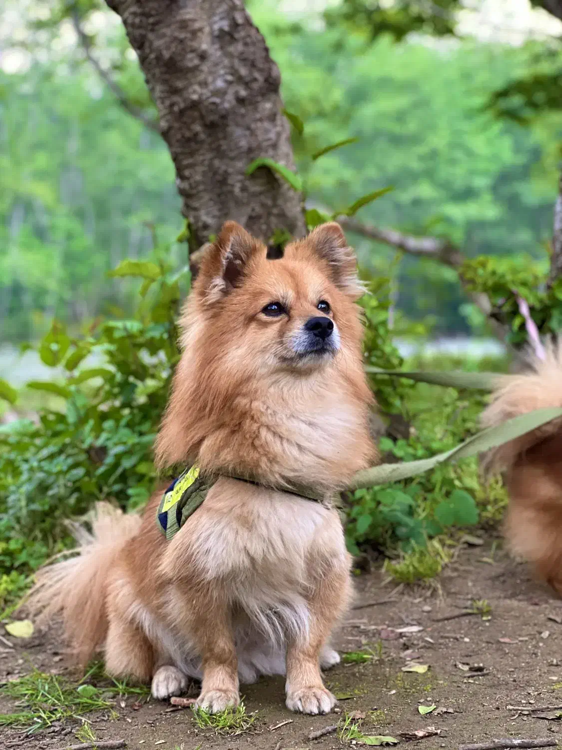 سگ پامر روباهی نر|سگ|رشت, کوی مهر|دیوار